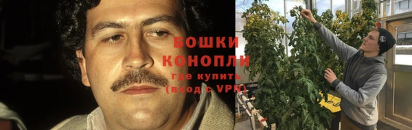 ГАЛЛЮЦИНОГЕННЫЕ ГРИБЫ Белокуриха